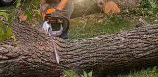 Belterra, TX Tree Care Services Company