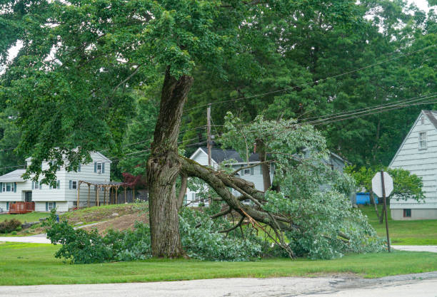 How Our Tree Care Process Works  in  Belterra, TX